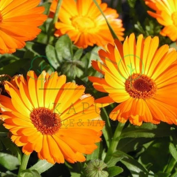 Portakal Nergisi Çiçek Tohumu (Calendula Officinalis) – ~25 Tohum