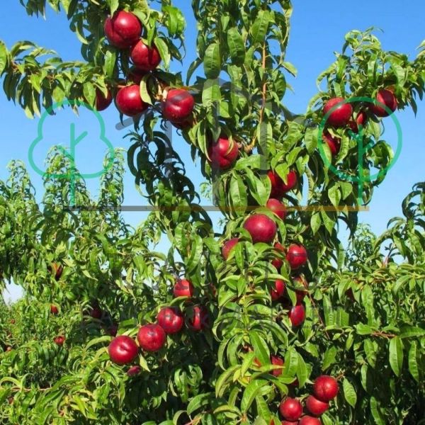 Nektarin şeftali fidanı bahçede dikili